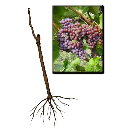 Pálava - muštové - biele